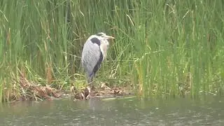 Grey Heron in the rain Ardea Cinerea by Simbird Birder
