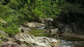 River Flow & Forest Birds Chirping, Gentle Nature Sounds ASMR for Sleep, Meditation