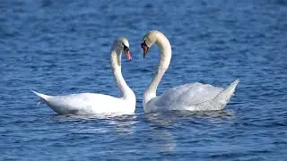 Swan Lake - 10 Hours of White Swans - Jan 28, 2022