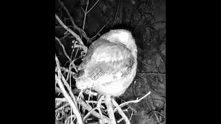 Eastern screech owl Pine Ridge Nebraska Dec 2024 6pm