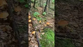 OMG !!!! mai visti cos&igrave; tanti funghi porcini trovati nel bosco frondoso #funghiporcini #porcini