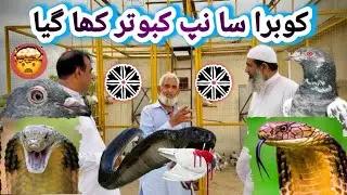 Lala mussa k kabootar 😳
