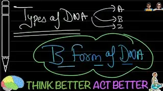 Watson Crick B Form of DNA 