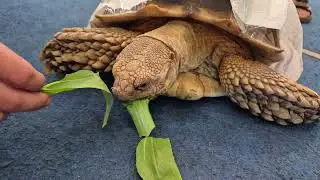 FEEDING TURTLES | FEEDING TURTLES