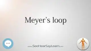 Meyer's loop    Anatomy Named After People 🔊