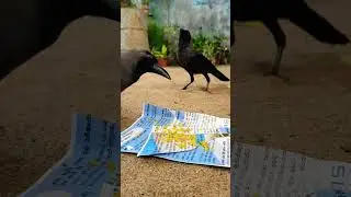 Sri Lankan crow | we give some #biryani |WindoWsite #asiancountry #nature #travel