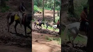 Pine Forest OOTY #forefin #2025 #ooty