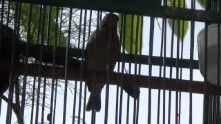 Kicau Burung Blackthroat Betina
