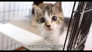 保護した子猫　キャットケージへ