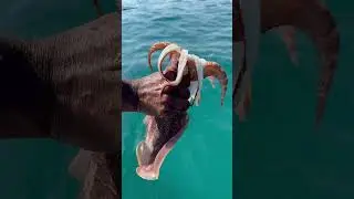 Каракатица в Дубае #кальмар