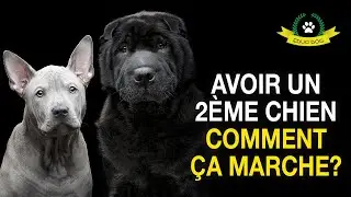 AVOIR UN 2ÈME CHIEN MODE D'EMPLOI