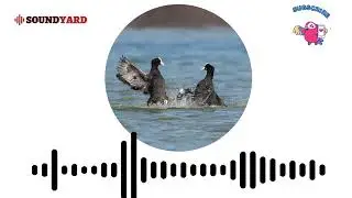 Eurasian Coot (Fulica Atra) Sound, Eurasian Coot Call and Song [Audiogram Version]