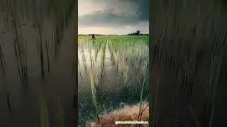 What Happens When A GOOD Farmer Faces A Devastating Flood?