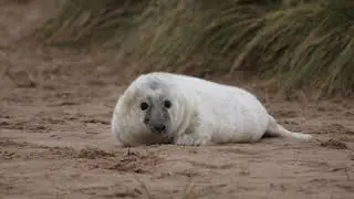 Sand Dune Pup