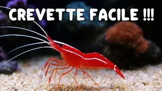 Guide Ultime : Lysmata Wurdemanni