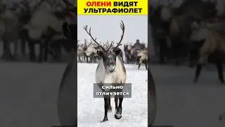 🦌 Олени видят ультрафиолет