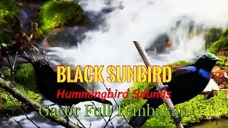 MASTERAN KOLIBRI BLACKSUNBIRD FULL MATERI JUARA | KOLIBRI BLACK SUNBIRD GACOR BUKA PARUH | CLEOSCAPE