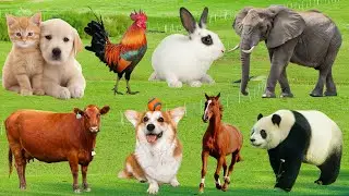 Сельскохозяйственные животные: кролики, лошади, коровы, куры, рыбы, кошки, собаки, обезьяны, свиньи