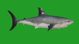 shark green screen #nocopyright​ #greenscreen​ #freenocopyright​