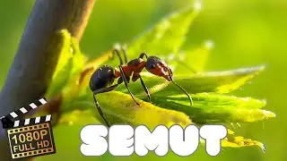 Cinematic Video Semut Cantik | Background Music For Videos No Copyright | Footage Semut Full HD
