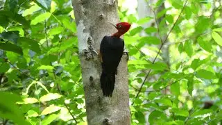 Red-Necked Woodpecker (Campephilus rubricollis rubricollis) male foraging, French Guiana