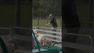 Make Easy Work of Handling your #sheep and #goats !