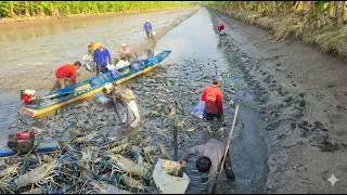Kích Bầy Cá Mè Trắng Bay Như Mưa Gần 300kg | Xiệt Cá