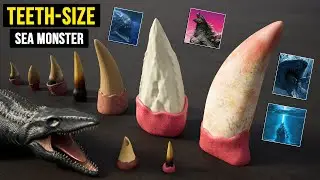 SEA MONSTER TEETH SIZE Comparison | Size Comparison