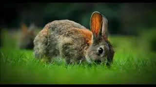 Are Rabbits Endangered? The Truth About Rabbit Populations