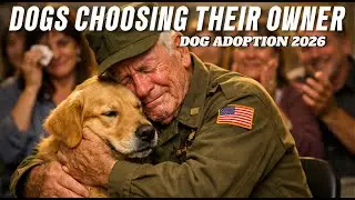 When Dogs Choose Their Humans | Dog Adoption Moments