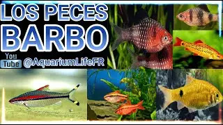 Los PECES BARBO || TOP 8 peces Barbo || #aquariumfish #aquarium