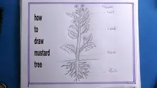 How To Draw Mustard Tree step by step