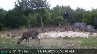 Spike buck