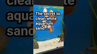 The secret to pristine white aquarium sand! And you don't need to do a thing. #discus #aquarium