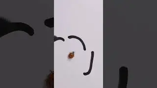 Что бы сделала божья коровка?🐞🤔