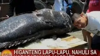 UB: Higanteng Lapu-Lapu, nahuli sa karagatan ng Masbate