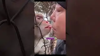 The Most Awkward Staring Contest Ever #viralshorts #amazing #animalcomedy