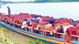 Cow unloading, cow videos, cow video, big cow, goru hamba cow, Ep 331