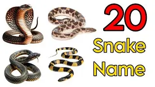 20 सांपों के नाम Learn Snakes Names in English | Wildlife Educational Video