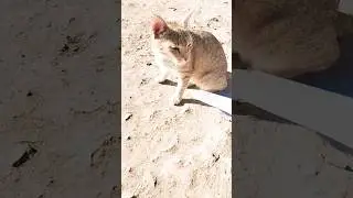Emissionl cat 😺😺 #emotional #shortvideo #short