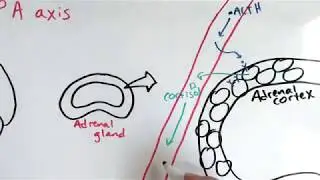 Introduction to cortisol stress response