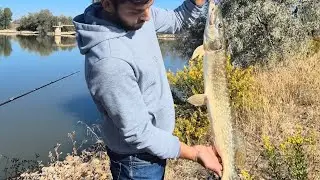 🎣 Pesca de lucio a spinning :Swimbait vs Vinilo