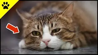 4 Signs Your Cat Is Lonely 💔 (+ Solution)