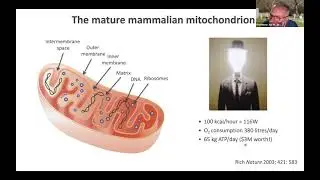 THE MITOCHONDRIACS