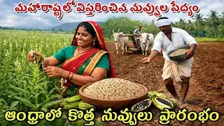 మహారాష్ట్రలో విస్తరించిన నువ్వుల సేద్యం - ఆంధ్రాలో కొత్త నువ్వులు ప్రారంభం 