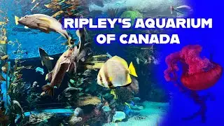 Ripley&rsquo;s Aquarium of Canada - Toronto&rsquo;s Underwater Adventure
