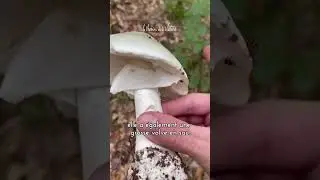 3 champignons mortels &agrave; &eacute;viter absolument