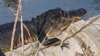 Wide Jowls on Chilled Out Alligator on Culvert at Orlando Wetlands! Christmas, Florida