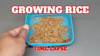 Growing Rice From Seeds - 15 days timelapse