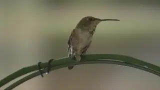 A Wilder View&rdquo; Hummingbirds and hibernation